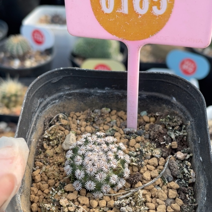 实生克氏丸016500000000