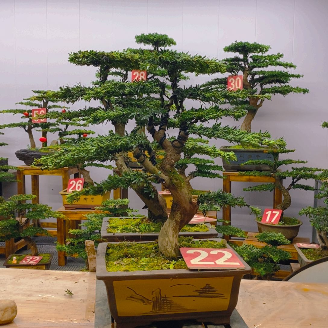 完全开放罗汉松盆景一对米叶