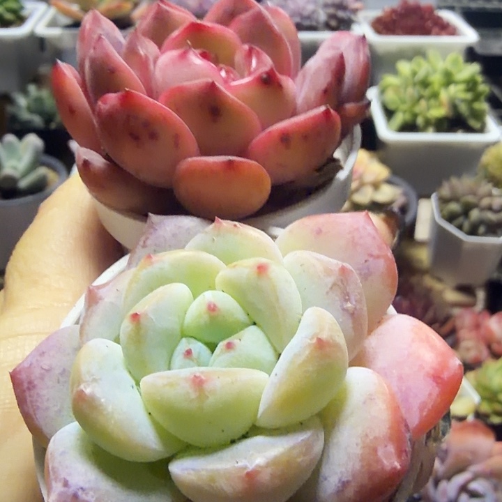 珍妮套餐两颗满12.9包邮