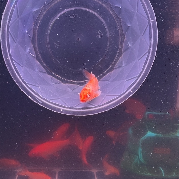 海水鱼红色蝴蝶鲤花红