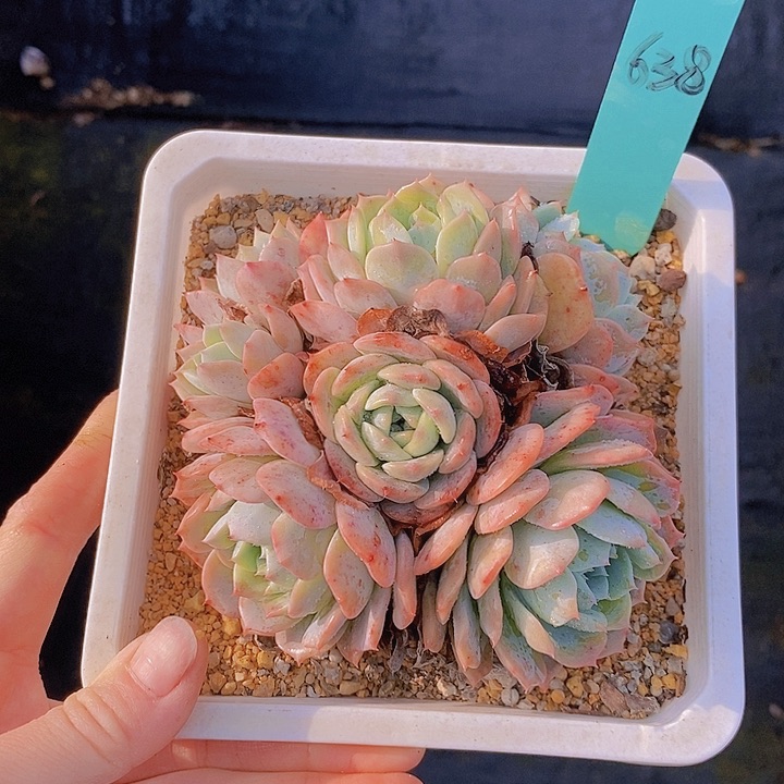 638多肉植物老桩