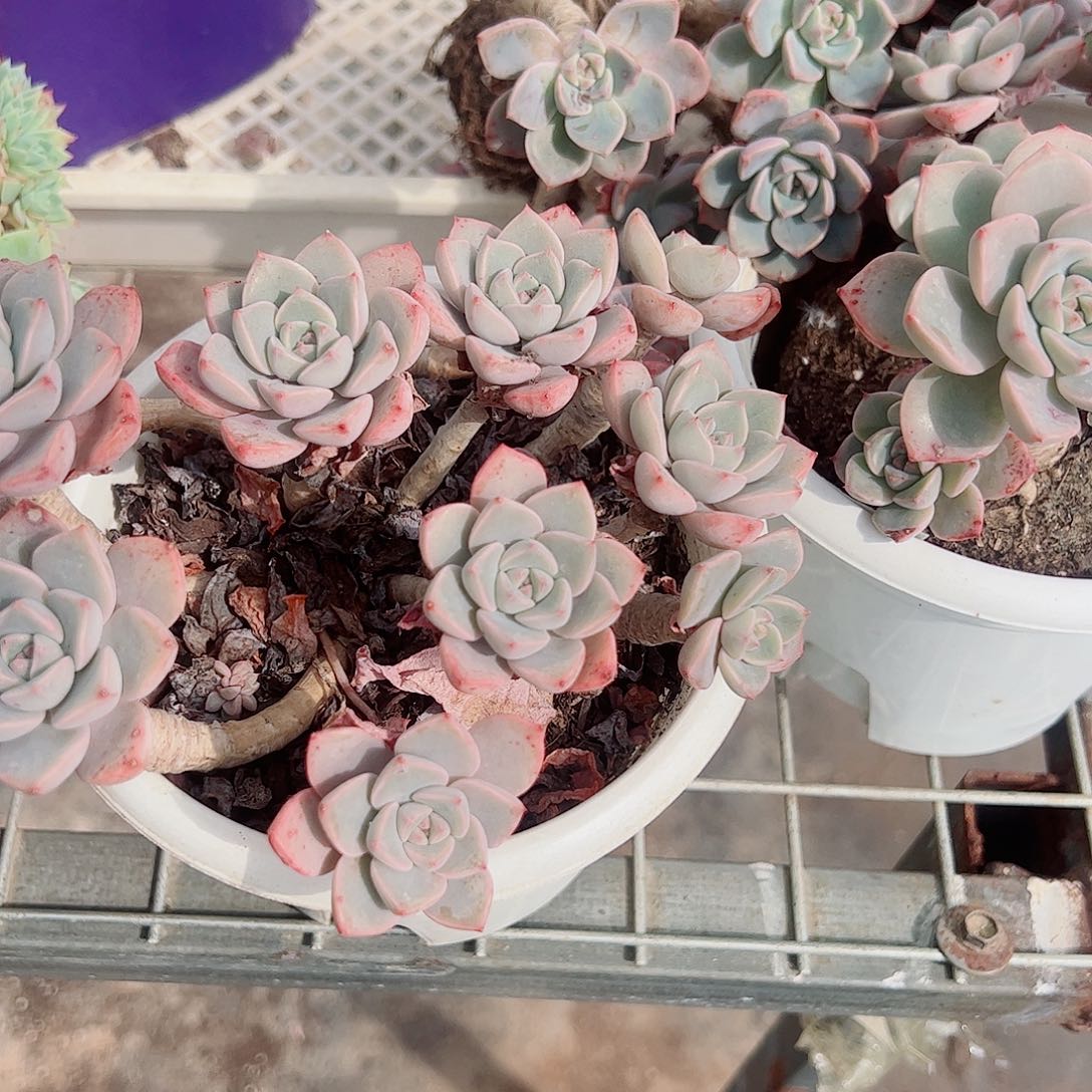 红粉佳人多头群生老桩