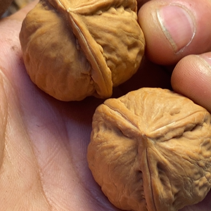 *****吊坠桃核娜姐真的112