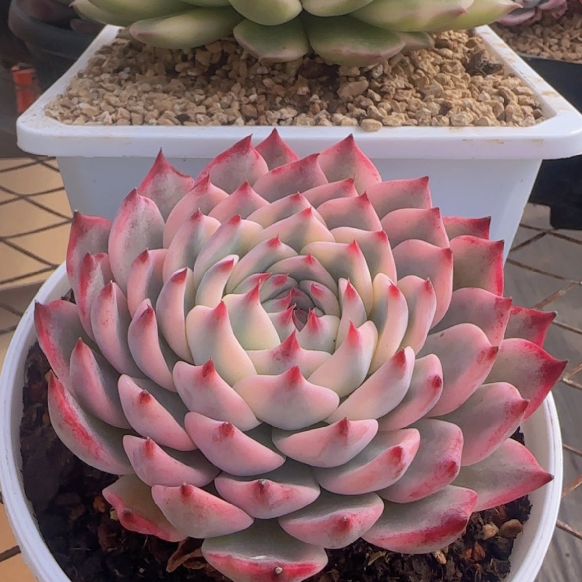 【闪购商品】吉娃娃锦99