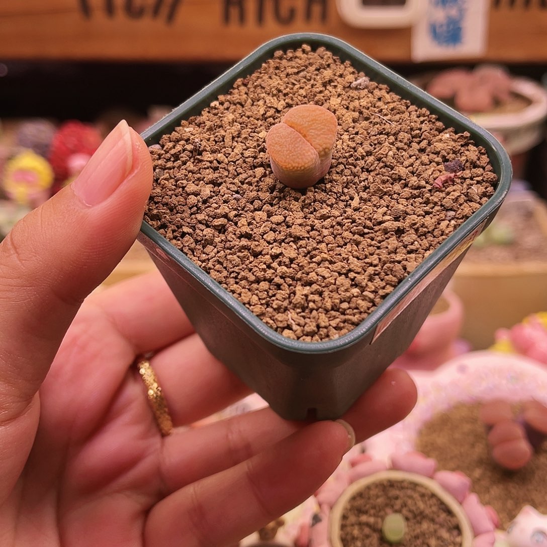 日本原株可带盆土发货