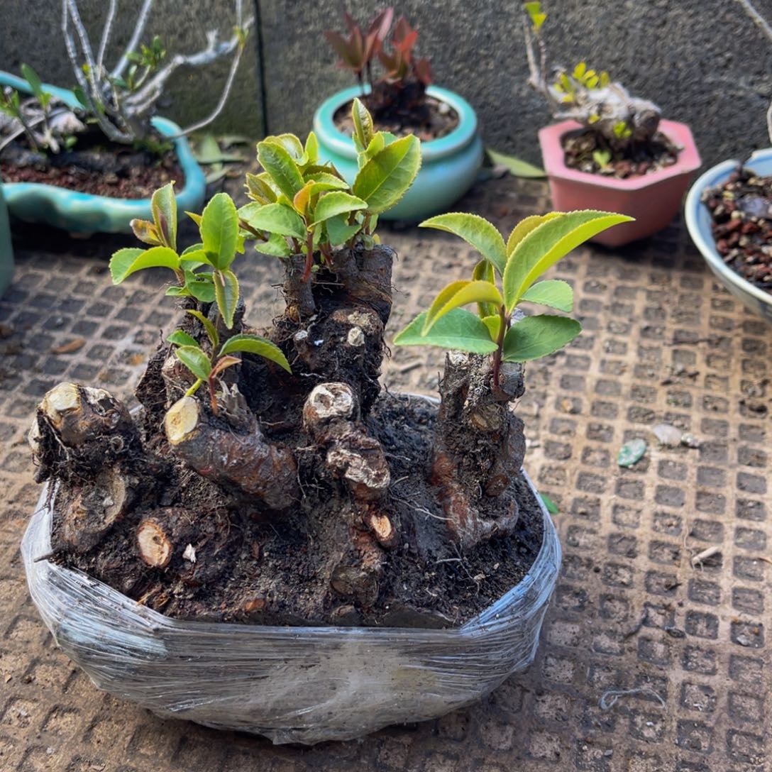 当前无花朵，栽培后可花朵