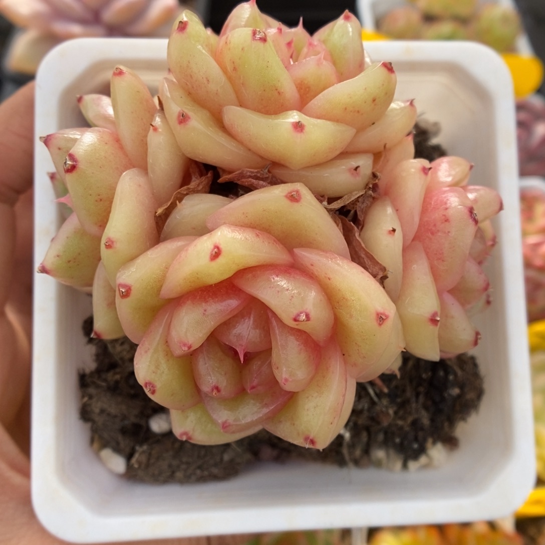 母本玉芷珍妮群生304号