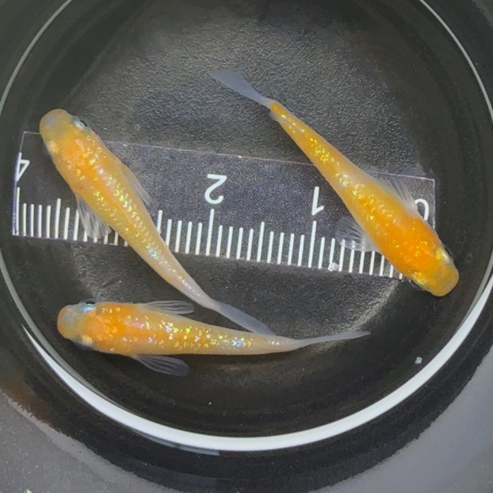 青鳉鱼短体王华4号