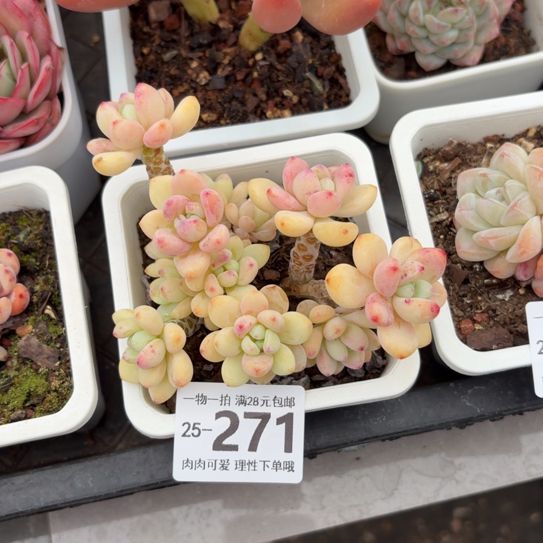 樱花罗琦无盆土发货无