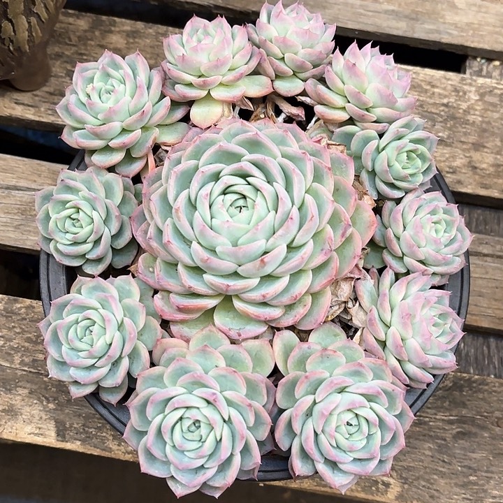 多肉植物，粉水晶