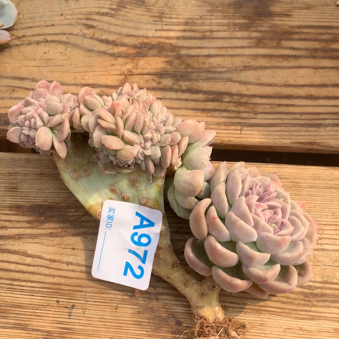 A972多肉，售后范围7天，录开箱视频