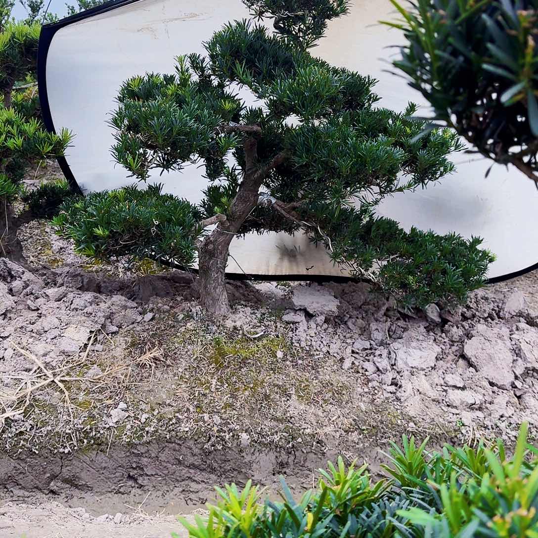 完全开放精品罗汉松