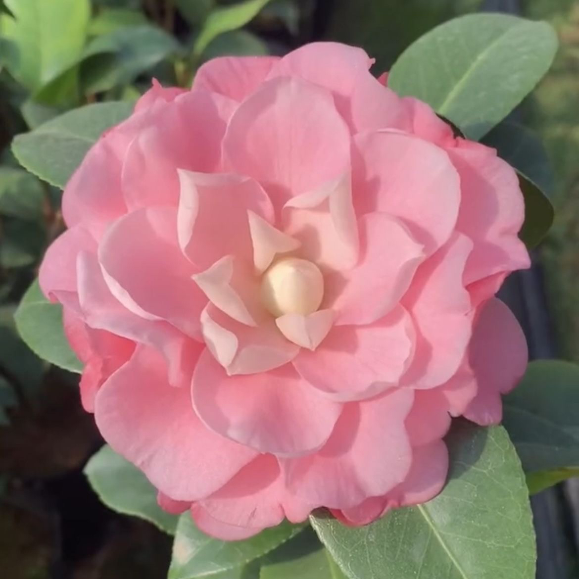 美人艳茶花封面女郎原盆粉色稀有名贵品种牛西奥雕石庭院室外植物