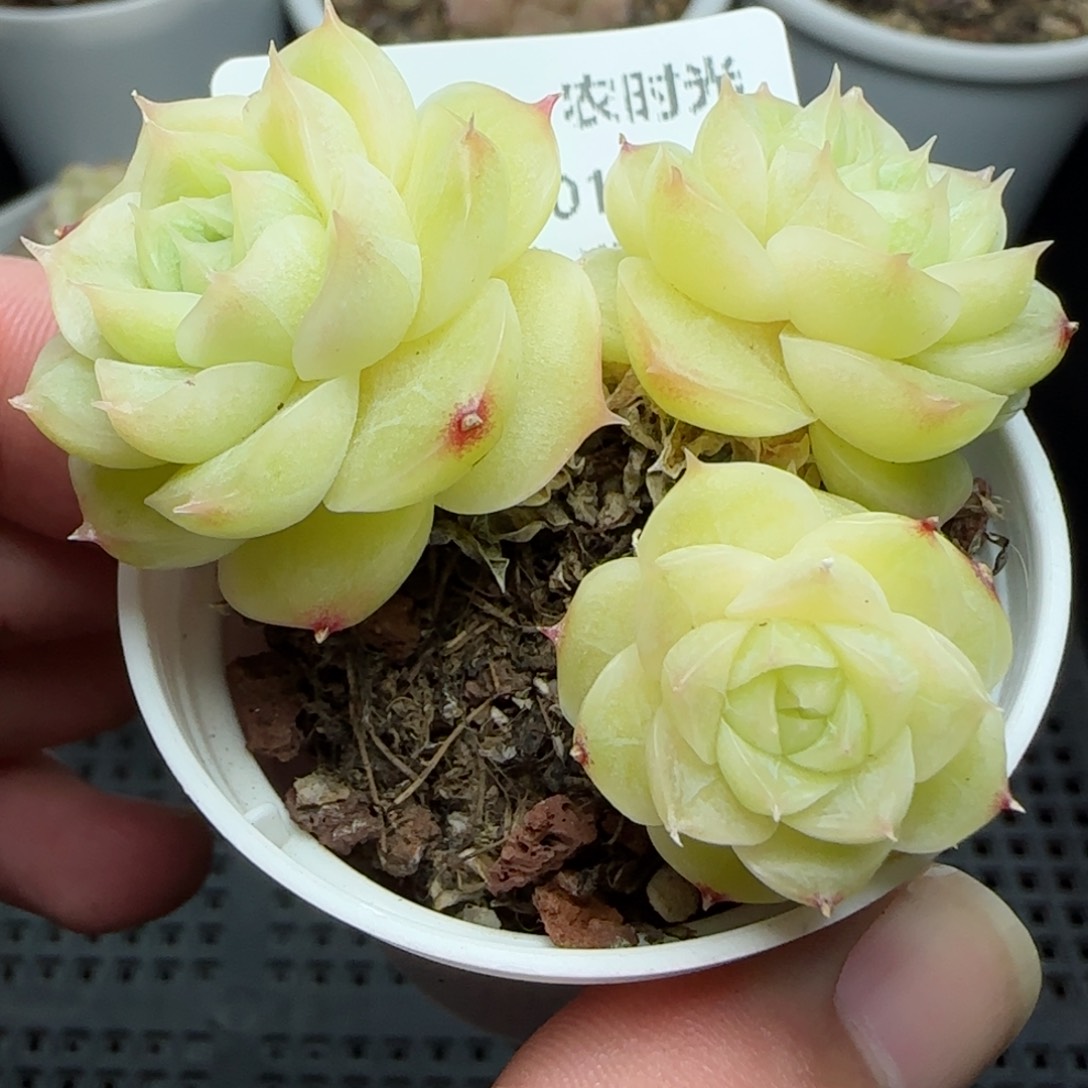 0117-145圆脸花朵麦秆