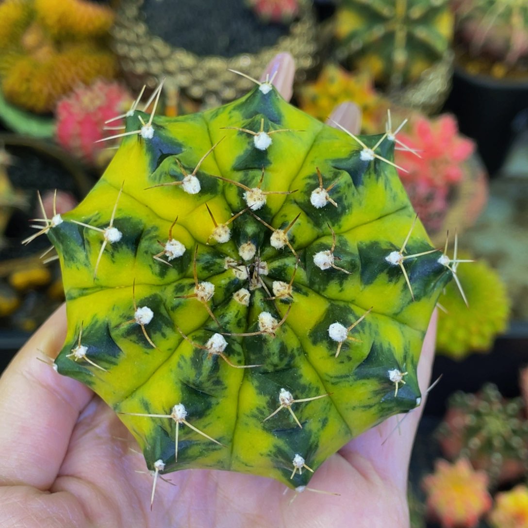 Yellow sprife 000000003