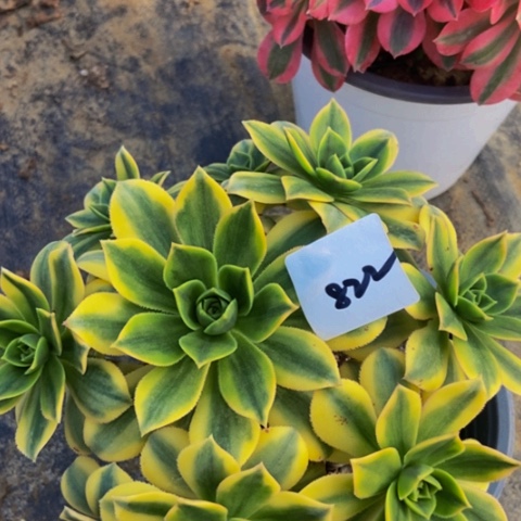 星爆多肉植物822多肉