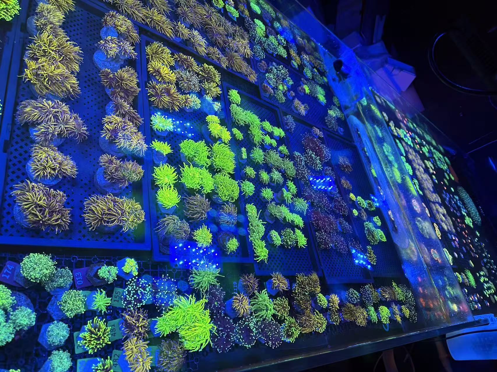 （小艾）珊瑚直播间海缸造景一物一拍