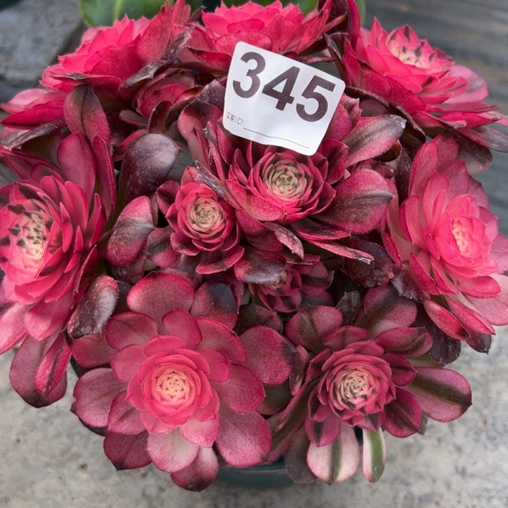 345荔枝20厘米左右