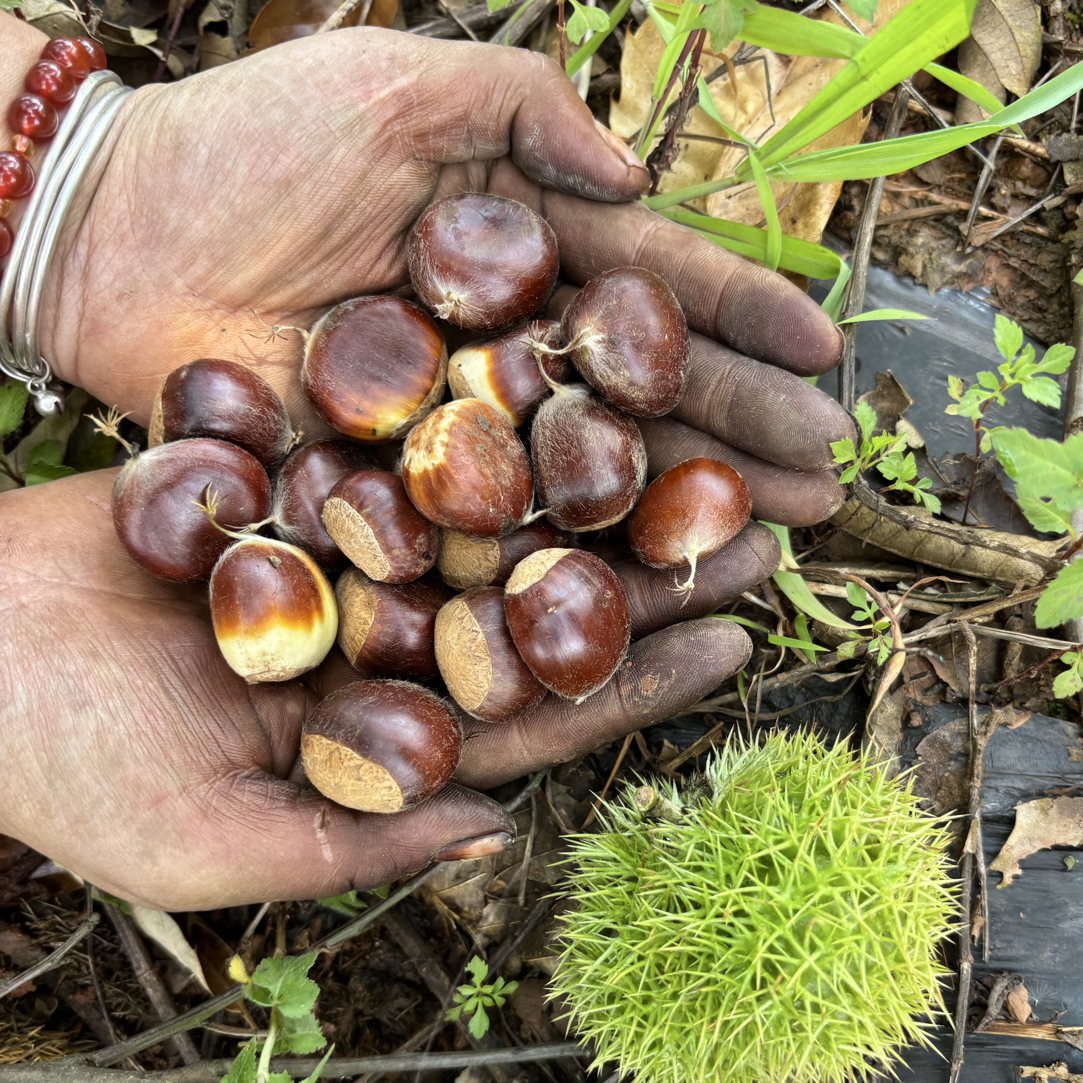 高山新鲜生板栗粉糯香甜现摘现发坏果包赔