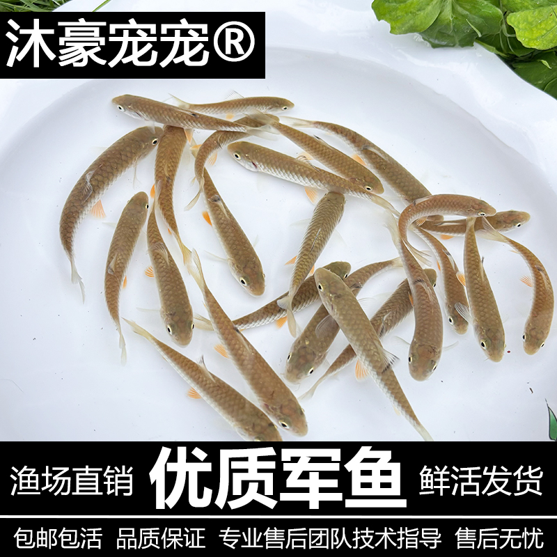 沐豪宠宠【运营推荐】军鱼淡水罗非鱼苗大苗特大号网红五折青竹正宗