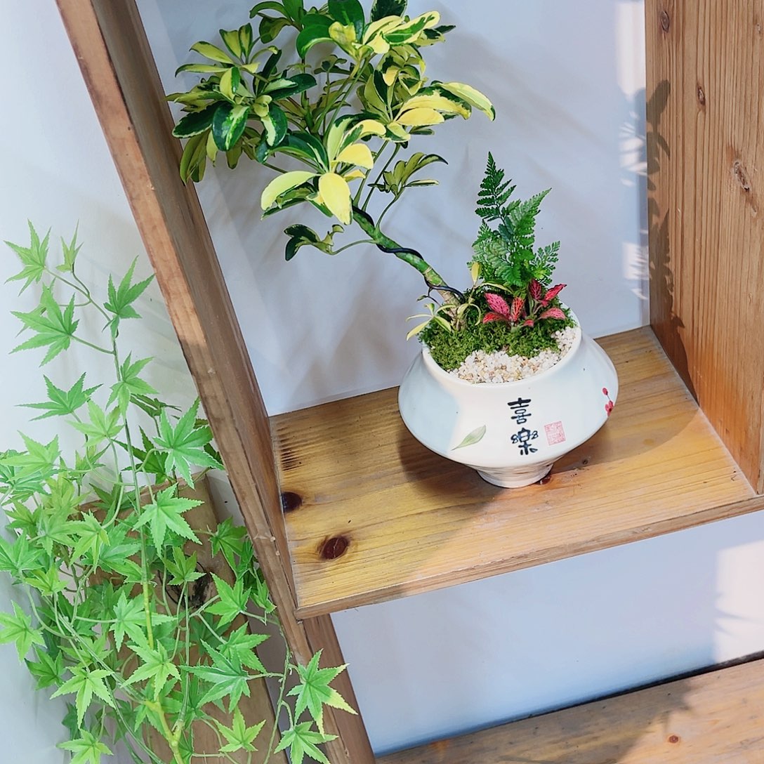 无花朵高端盆景一物一拍