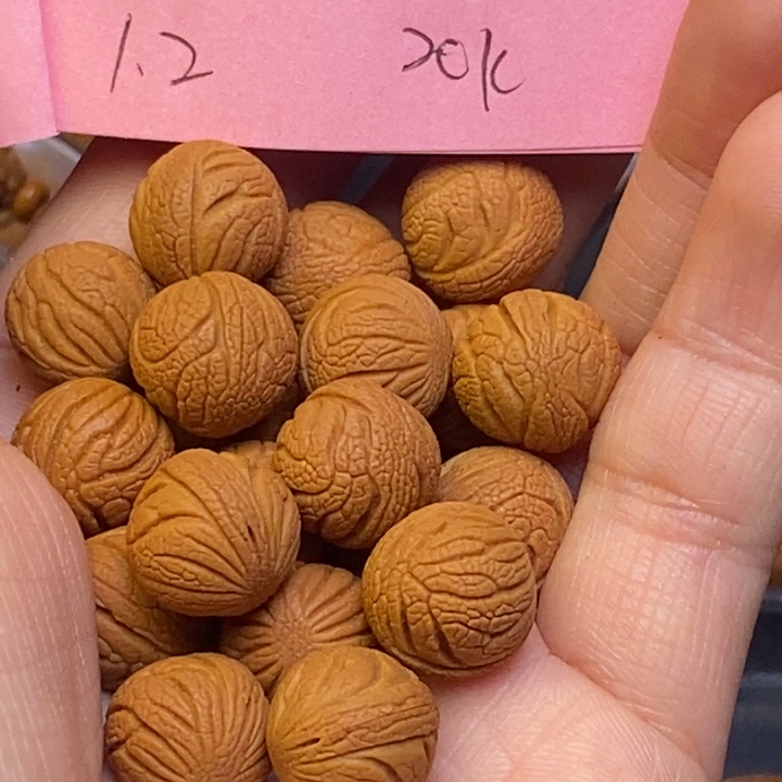 桃核吊坠秦岭龙纹桃核12尺寸