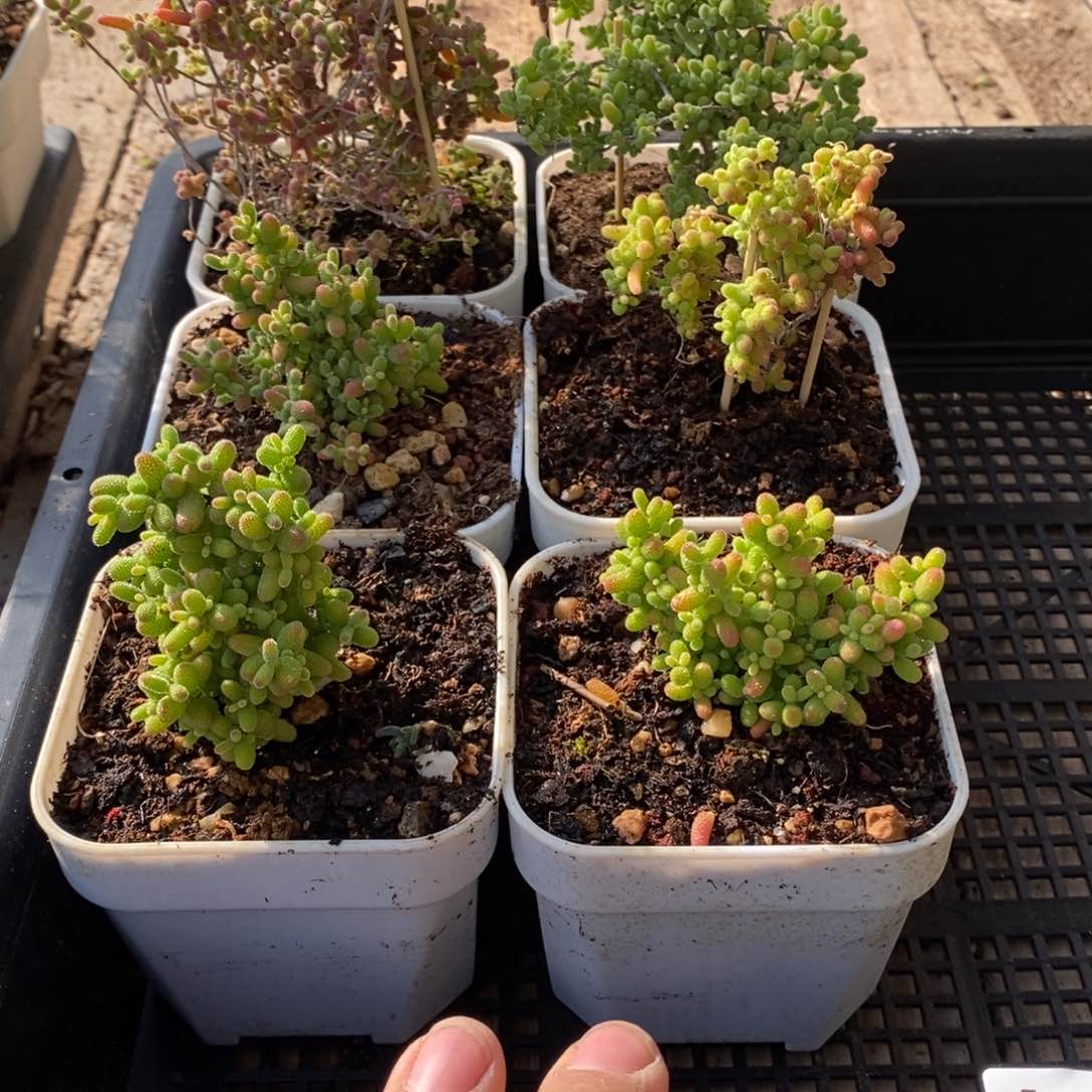 枝干番杏多肉植物117