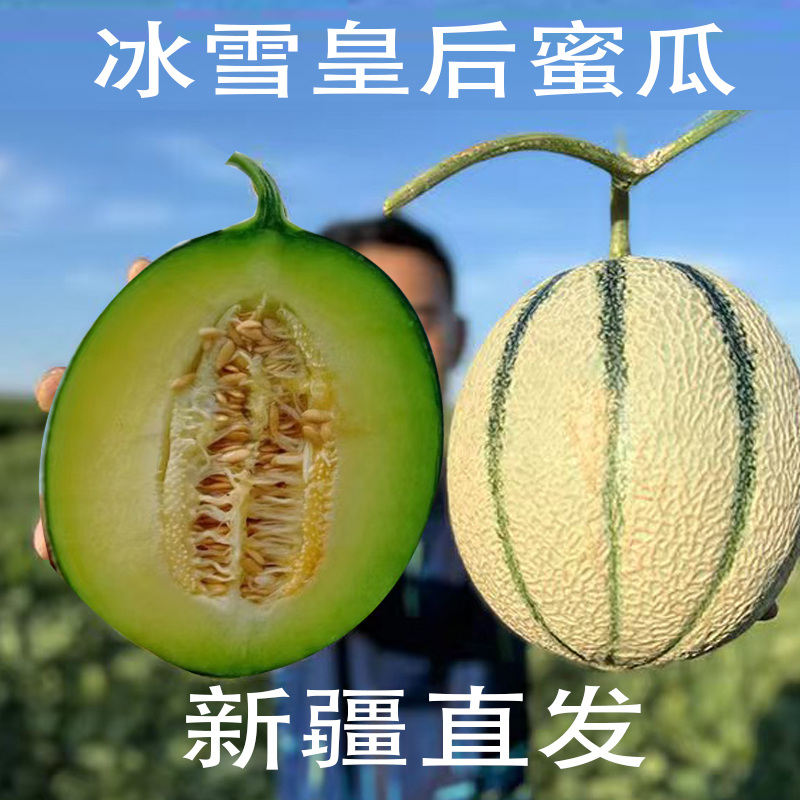 新疆老汉瓜冰雪皇后巴楚留香瓜冰淇淋蜜瓜甜瓜 自然成熟蜜瓜