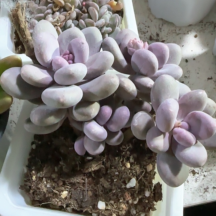 青蛙王子儿童牙膏111