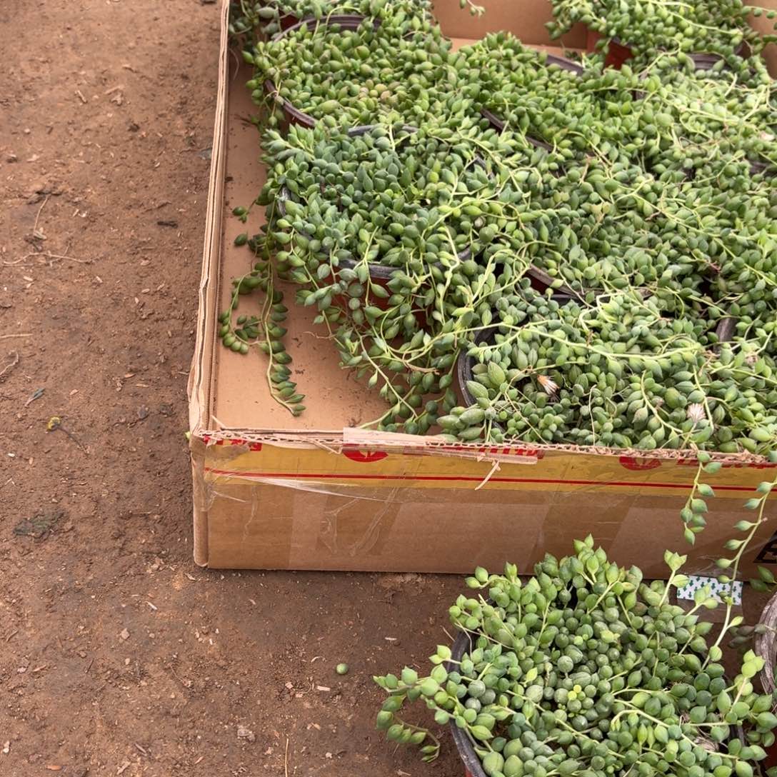 笑***常长款情人泪补差价