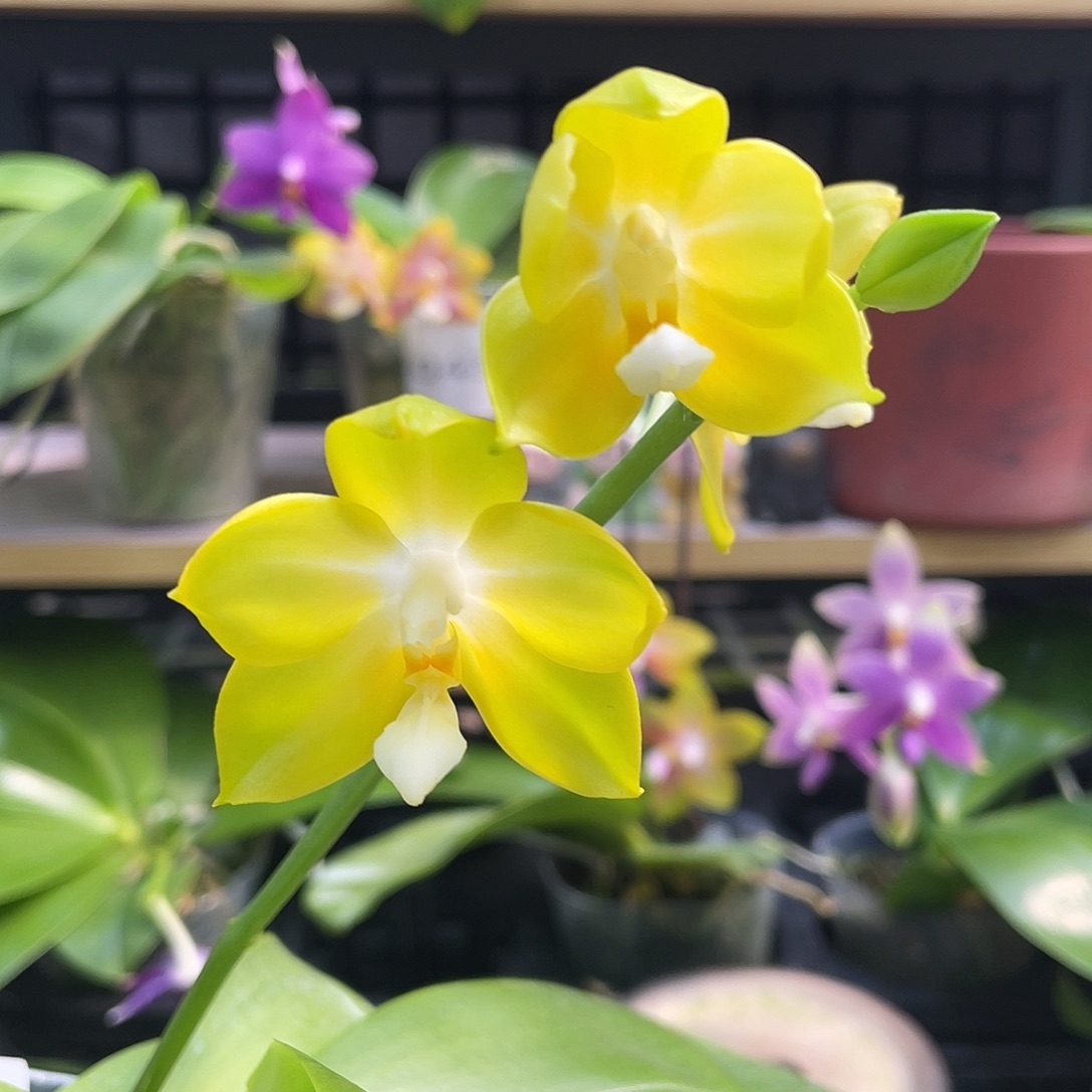 完全开放11111111