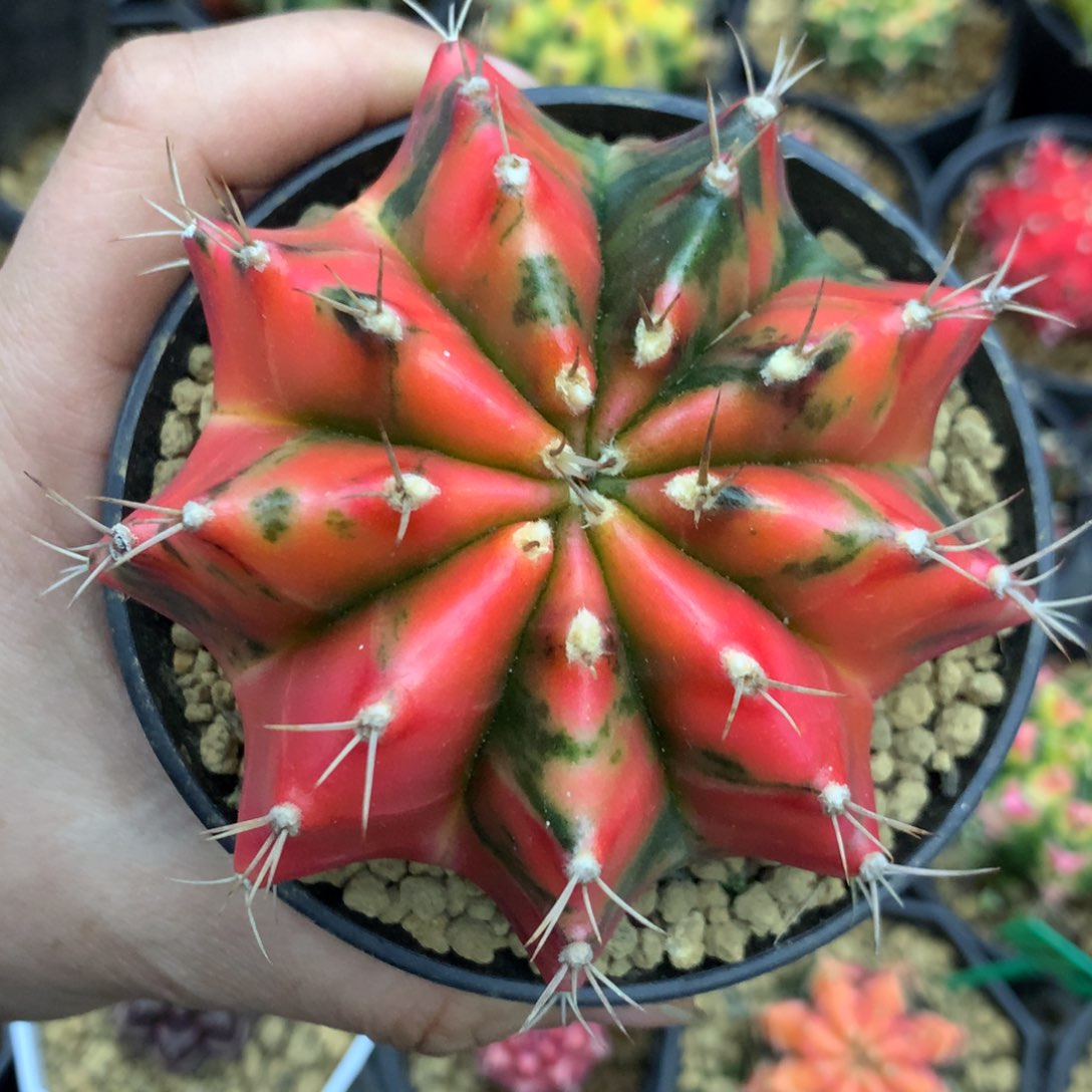 仙人球一物一拍58