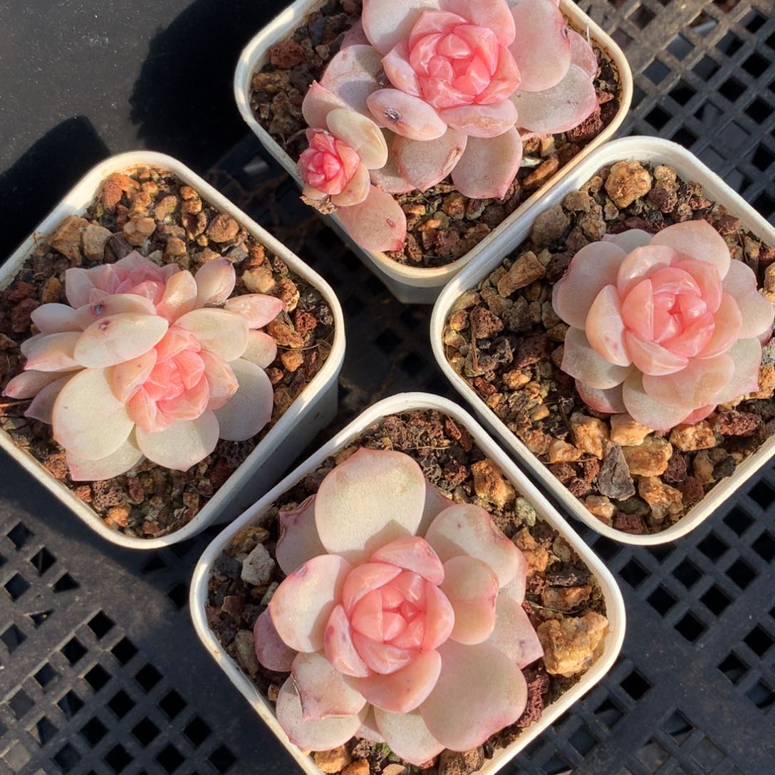 1208-51 新品同糖心