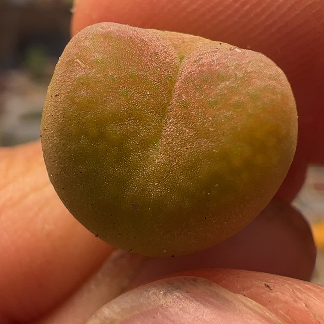 吕红多肉植物百科