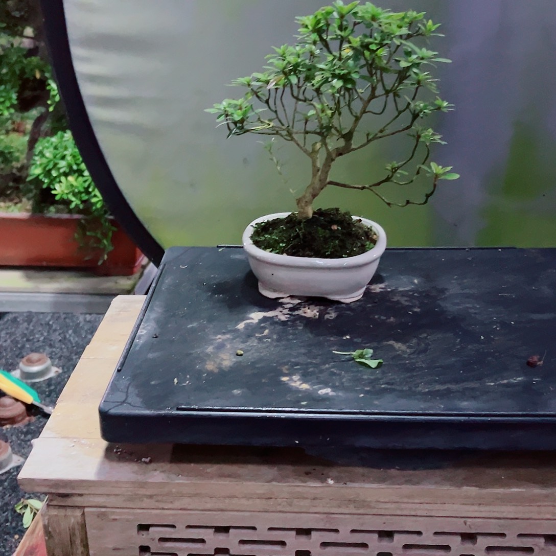 庆***6无花朵盆景皋月杜鹃8869