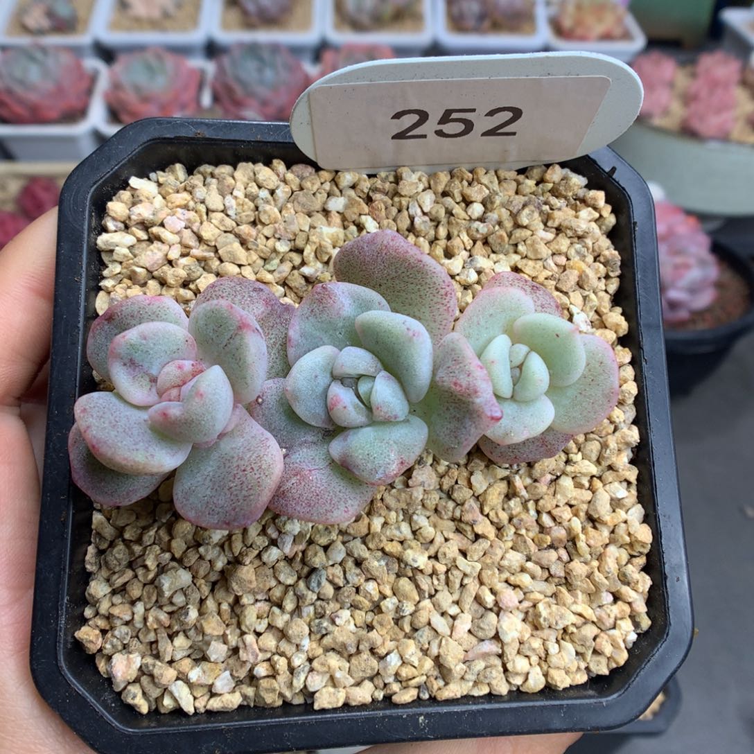 252三头冰玉石化多肉植物