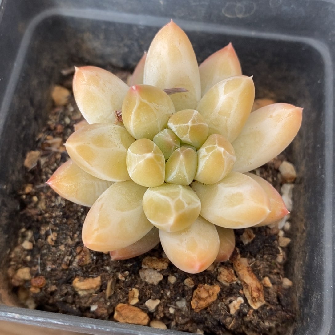 一物一拍多肉植物-格劳红