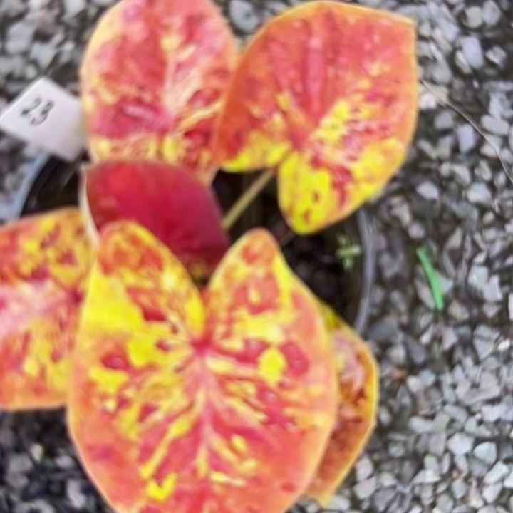 23-0218彩叶芋泰国发货