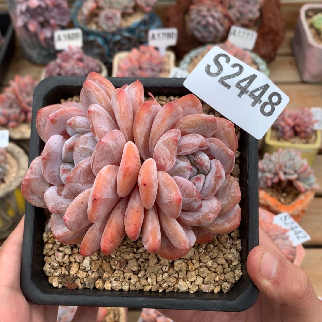 S2448 橘色橙双头无砍 10cm