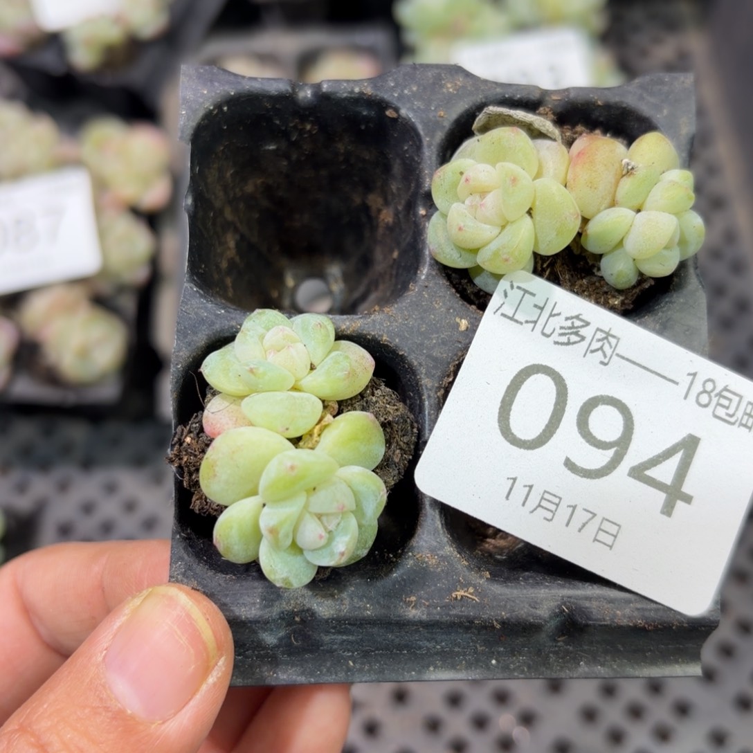 可***点94 号到手1框江北多肉