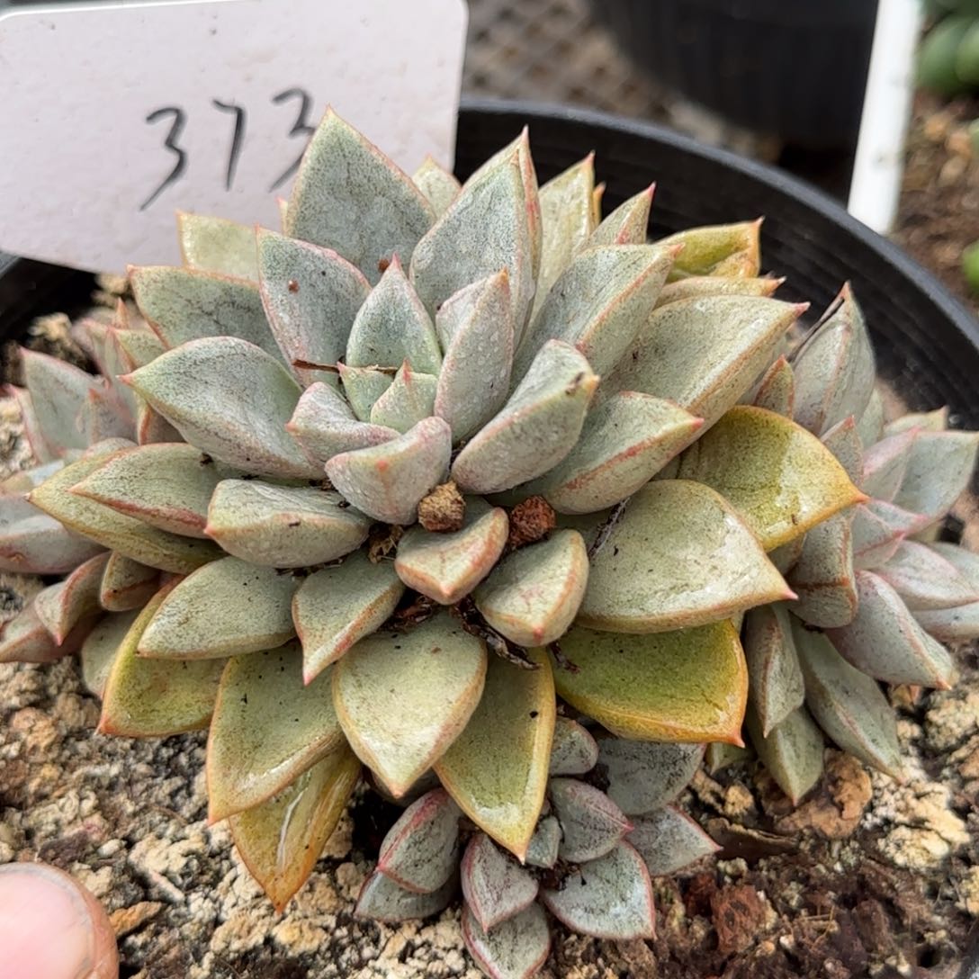 琅琊物一拍包装收缩花旱