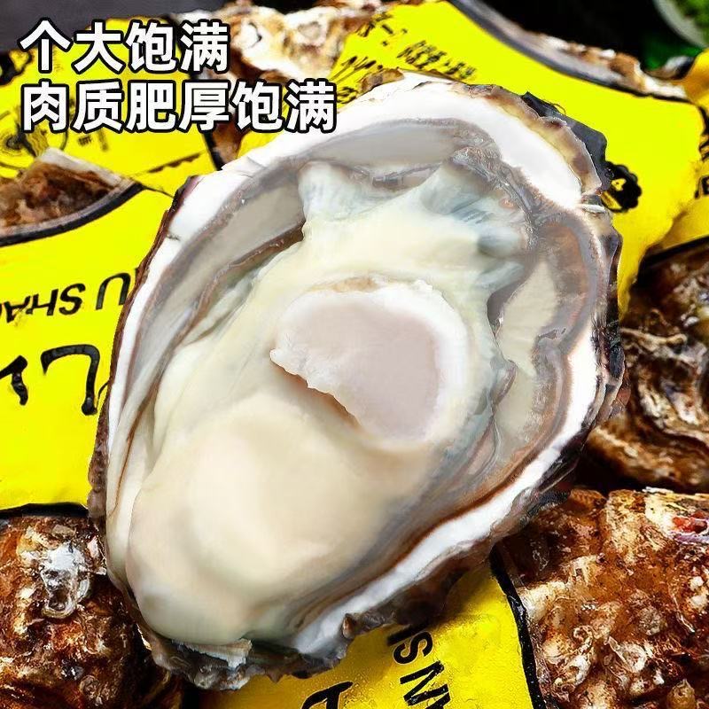 （4.1-6两每只）金标乳山生蚝鲜活产地直发4.1-6两每只买5斤送5斤到手10斤