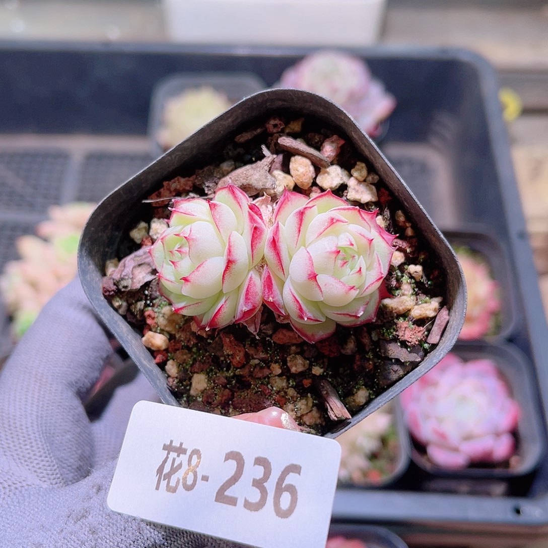 花08-236女王双头