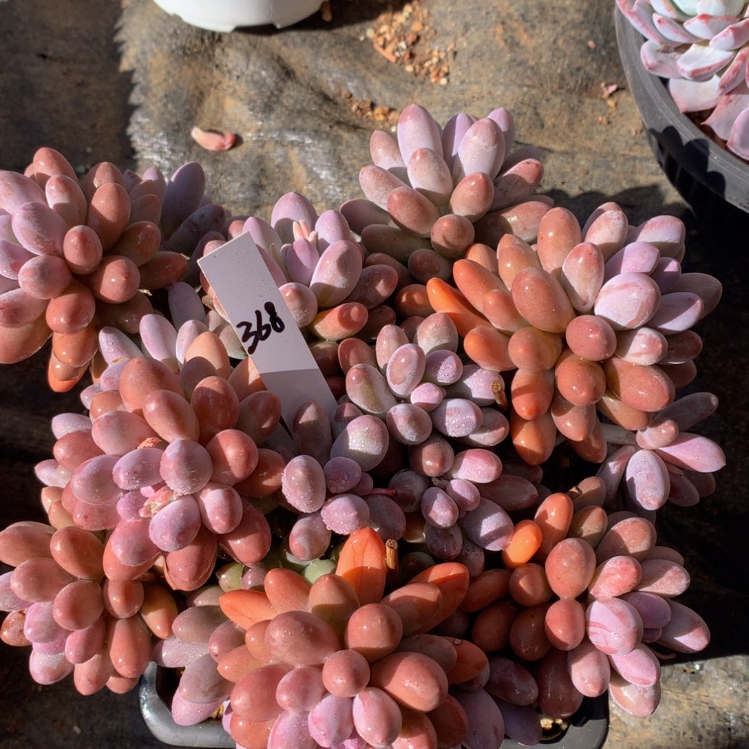 唐宇昂6272727272727272