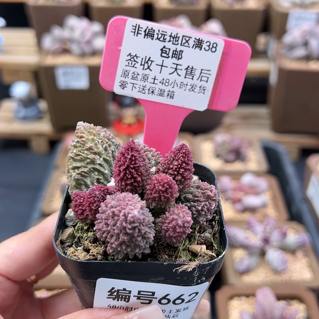 漂***?662朱紫玉多肉植物