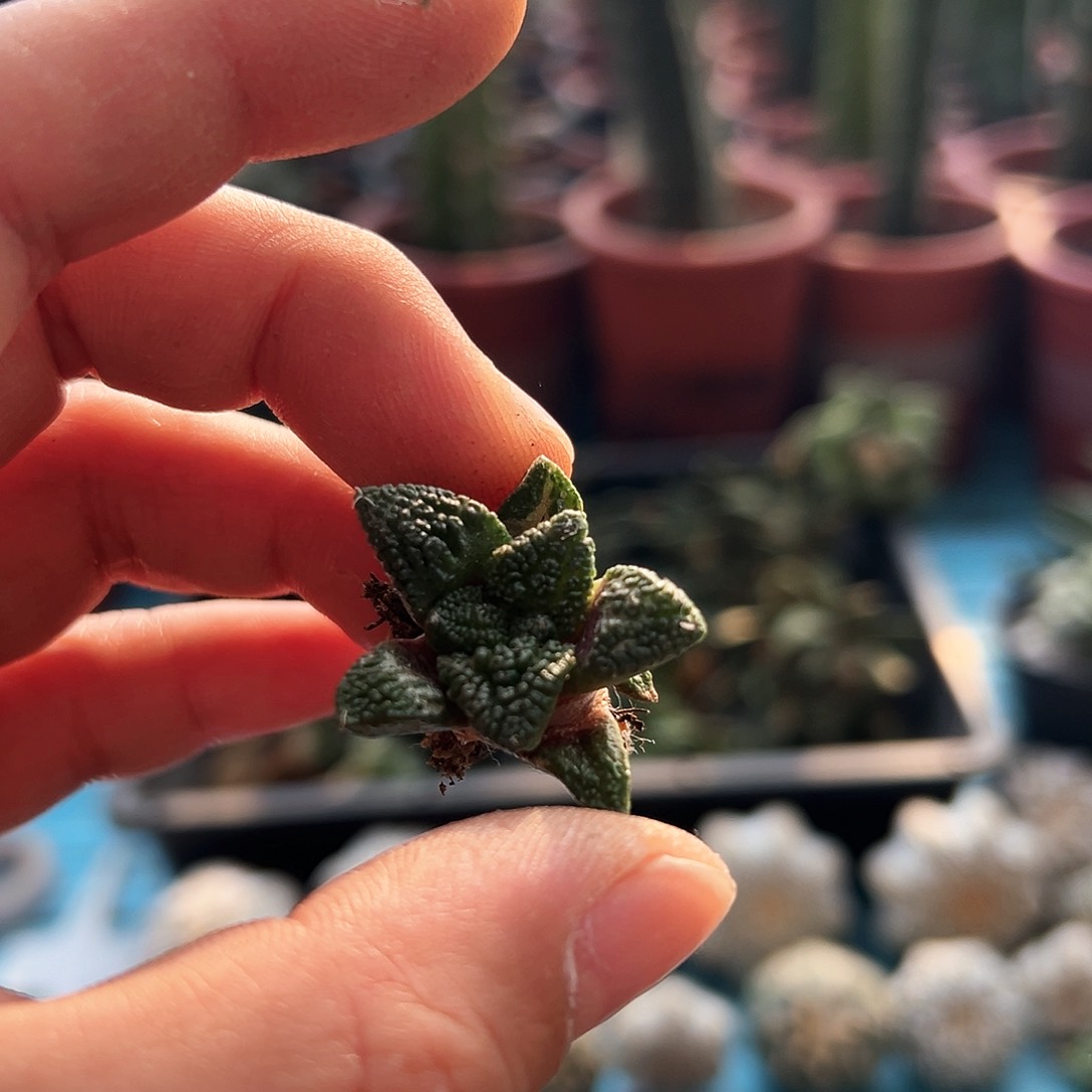 6**9自根辛顿mmmmmmmmmmm