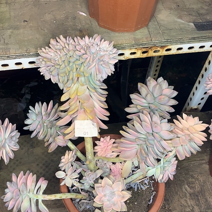 淡雪锦群，一物一拍