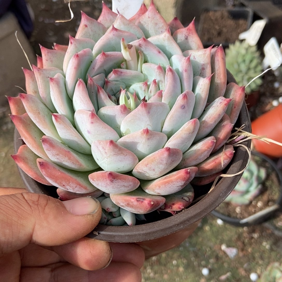 惊鸿一瞥864新款