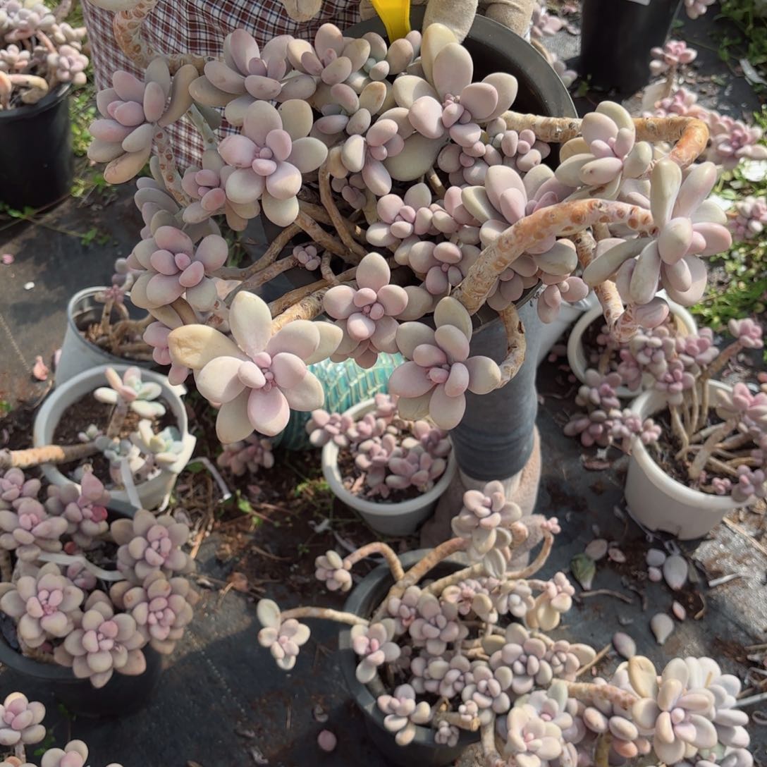 漫*雪桃蛋2-11。      ．