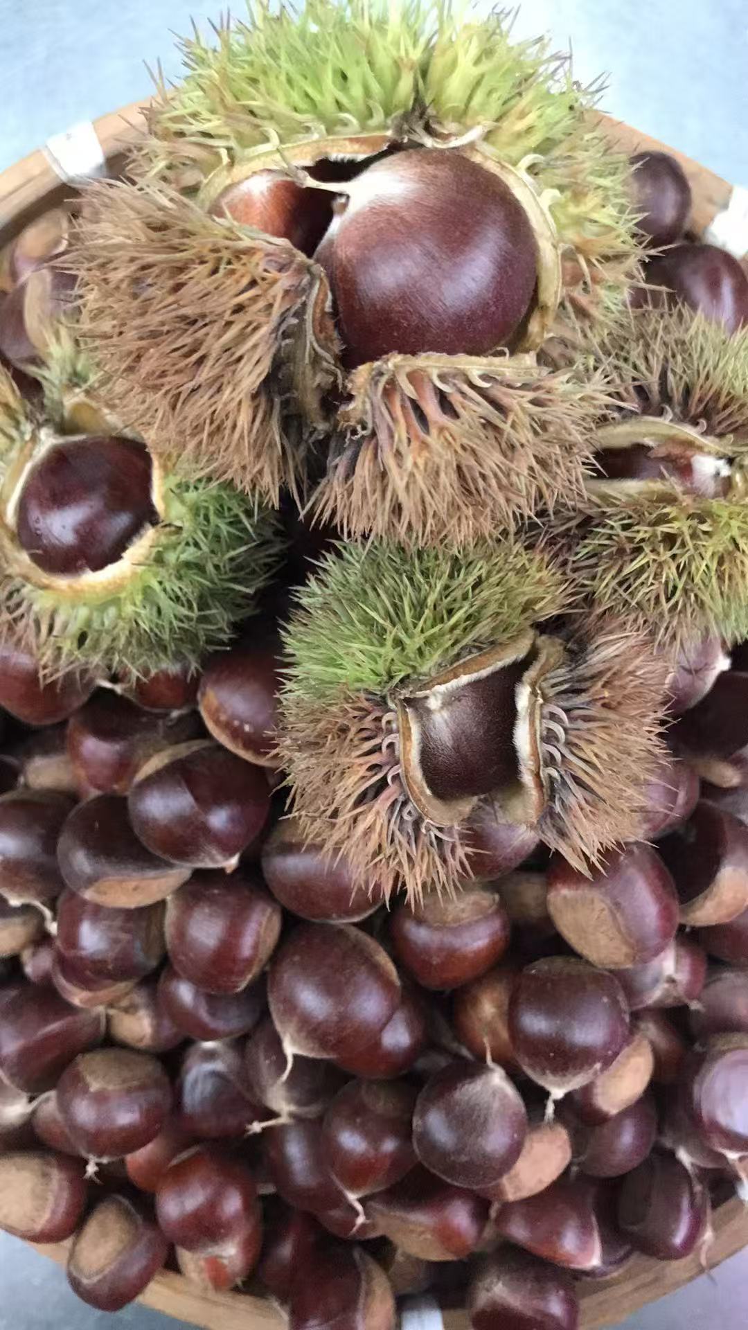 金寨板栗油栗包邮